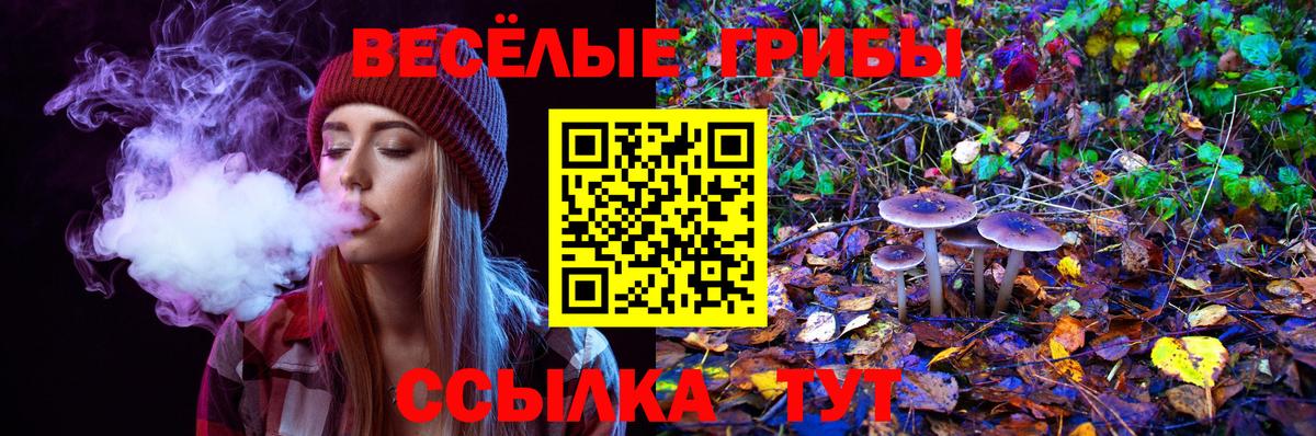 Галлюциногенные грибы Psilocybe Саяногорск